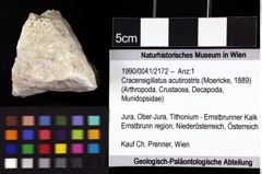 Foto (Objket + Etiketten) von Cracensigillatus acutirostris (Moericke, 1889) 